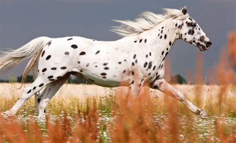 rarest horse breeds   world henspark stories
