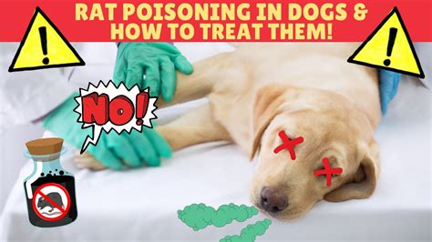 Rat Poison In Dogs How To Treat A Poisoned Dog English Youtube