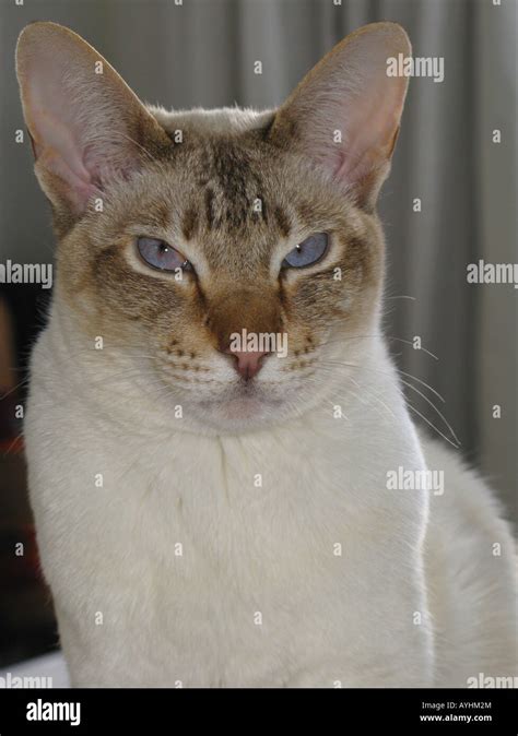 Adult Blue Point Siamese Cat Hi Res Stock Photography And Images Alamy