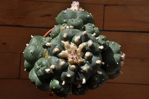 San pedro cactus is a large columnar cactus from south america's andes mountains and is a vigorous grower. LOPHOPHORA: The power of grafting - 6th anniversary ...