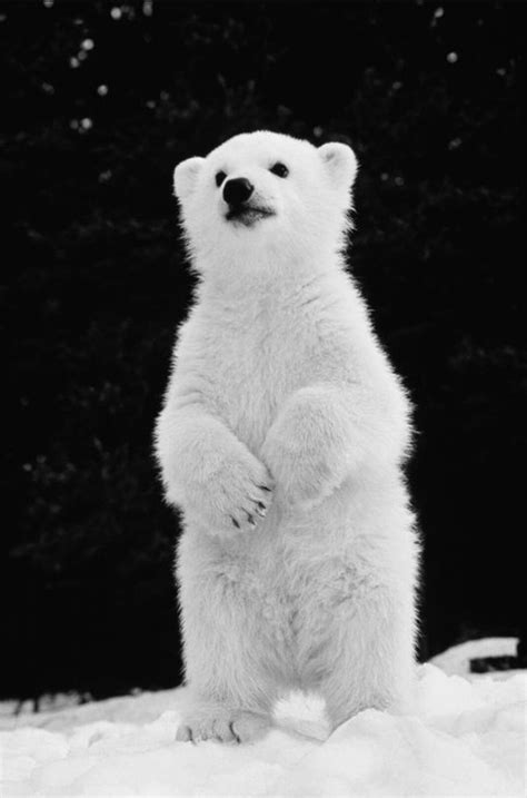 Oso Hermoso 😍 Cute Animals Cute Baby Animals Baby Polar Bears