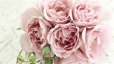 Please contact us if you want to publish a high resolution pink. 2048x1152 Pink Roses 2048x1152 Resolution HD 4k Wallpapers, Images, Backgrounds, Photos and Pictures