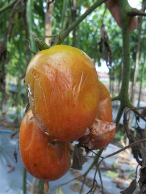 Penyakit Layu Pada Tomat Solanum Lycopersicum Agrokompleks Kita