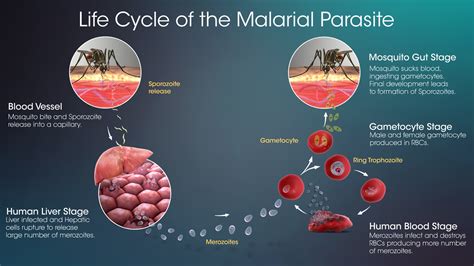 Life Cycle Of Malarial Parasite Scientific Animations