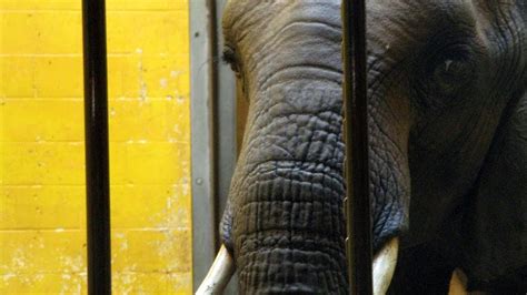 1 Worst Zoo For Elephants Pacing Elephants At Pittsburgh Zoo Youtube