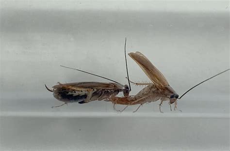 Jamutan Cockroach Sex Took A Strange Turn Now More Mutations Have Emerged The New York Times