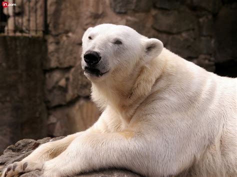 Polar bears are neutral mobs that live in icy biomes. Minecraft Needs Polar Bears Minecraft Blog