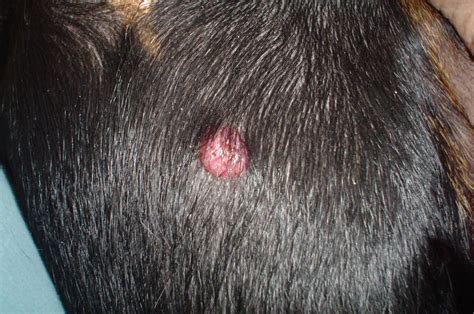 9040d1267310196 Histiocytoma Dsc05053 Dog Skin Problem Dog Skin Dog Cat