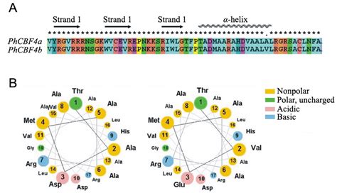 Ap2 Domain Sequence And Structure A The Predicted Three Strand