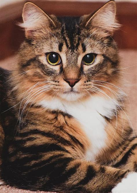 Join millions of people using oodle to find kittens for adoption, cat and kitten listings, and other pets adoption. Maine Coon Mix Kitty Cat Photograph by Keira Knight