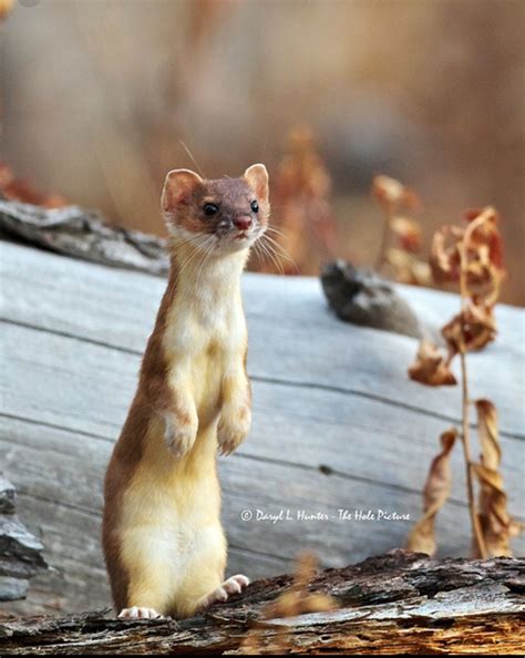 The Long Tailed Weasel Mustela Frenata In Its Summer Coat The