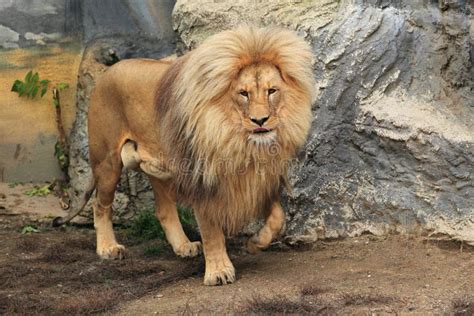 Northeast Congo Lion Stock Image Image Of Mane Nature 27611459
