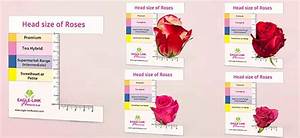 To Each His Own Learn Everything About The 4 Most Common Rose Sizes