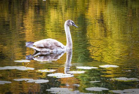 Swan In Autumn Shuttermonkeys