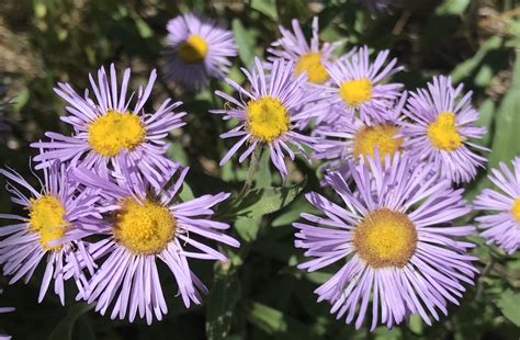 Alpine Daisy Plants Colorados Wildflowers