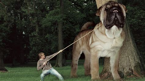 Top 10 Biggest Dogs In The World Biggest Dogs In The World Youtube