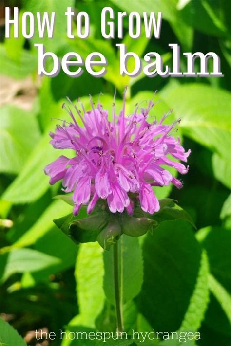 How To Grow Bee Balm And Uses For Bee Balm Bee Balm Pollinator