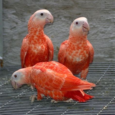 Pink African Grey Parrots African Grey Parrot Pet Birds Wild Birds