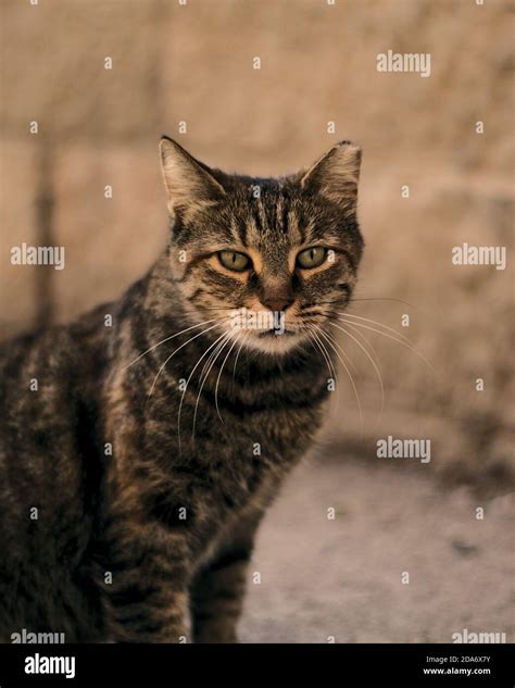 Cat In The Alley Hi Res Stock Photography And Images Alamy