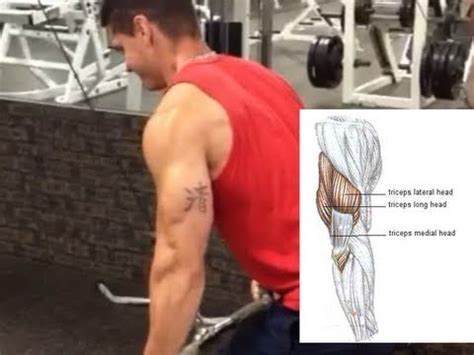 Maybe you would like to learn more about one of these? Best Exercises to Target Each Triceps Head - YouTube