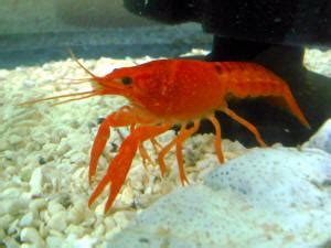 A single crayfish can be kept in a relatively small aquarium. Crayfish, Crawdads, Ditch Bugs Reproduction