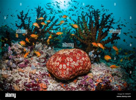 Indian Cushion Starfish At Coral Reef Culcita Schmideliana South Male