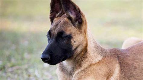 Don't miss what's happening in your neighborhood. Moss K9 | Dutch Shepherd & Malinois Puppies for Sale | Breeder
