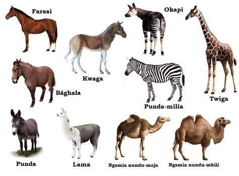Camels can be found in different parts of the world. Family of Horses, Camels & Giraffe (Equidae, Camelidae ...