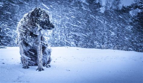 Wallpaper Animals Nature Snow Ice Dog Frost Freezing Weather