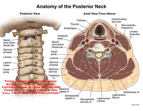 Neck muscles help support the cervical spine and contribute to movements of the head, neck, upper back, and shoulders. Medical Exhibits, Demonstrative Aids, Illustrations and Models