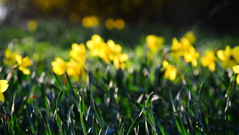 Field Of Beautiful Yellow Daffodils Stock Footage Video 100 Royalty