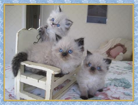 No kitten shall leave the cattery any earlier. New Jersey Himalayan Kittens for sale