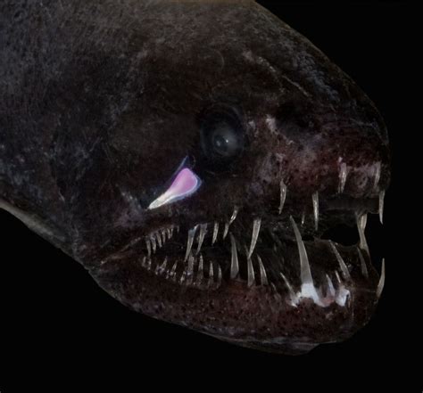 How Deep Sea Fish Are So Exceptionally Black — National Geographic