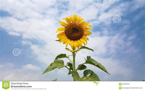 Słoneczniki Zdjęcie Stock Obraz Złożonej Z Sezon Lato 66876628