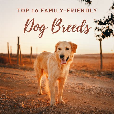 Top 10 Best And Cutest Dog Breeds For Families Pethelpful