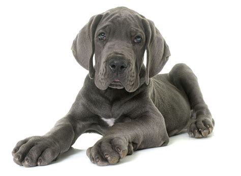 1 Great Dane Puppies For Sale In Houston Tx Uptown