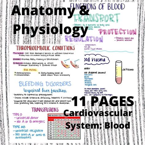 Anatomy And Physiology Notes Cardiovascular System Blood Nursing Etsy Uk