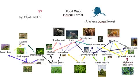 Moose Food Chain