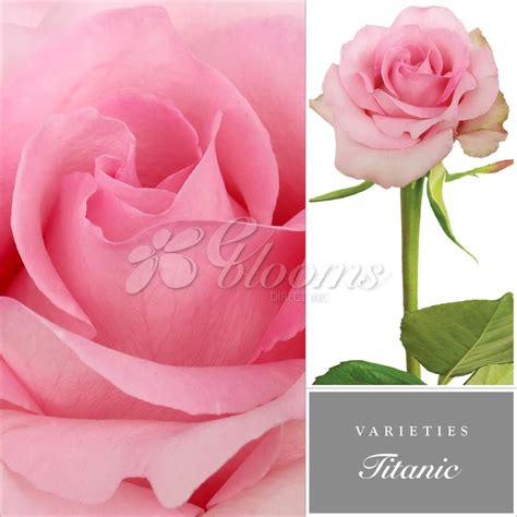 Titanic Rose Variety Light Pink Ebloomsdirect Rose Varieties