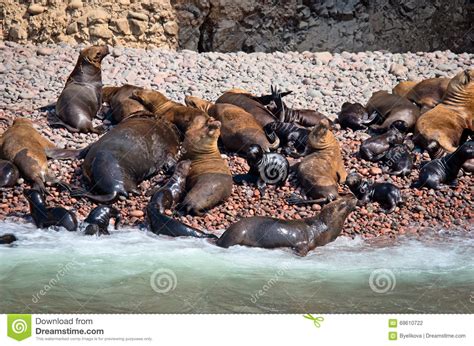 Seal On Ballestas Islands Paracas Peru Stock Photo Image Of Isla