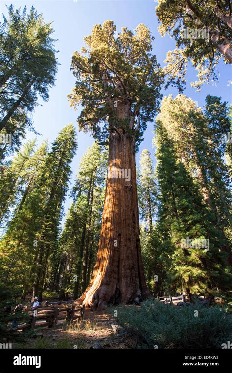 The General Sherman Tree A Giant Redwood Or Sequoia Sequoiadendron