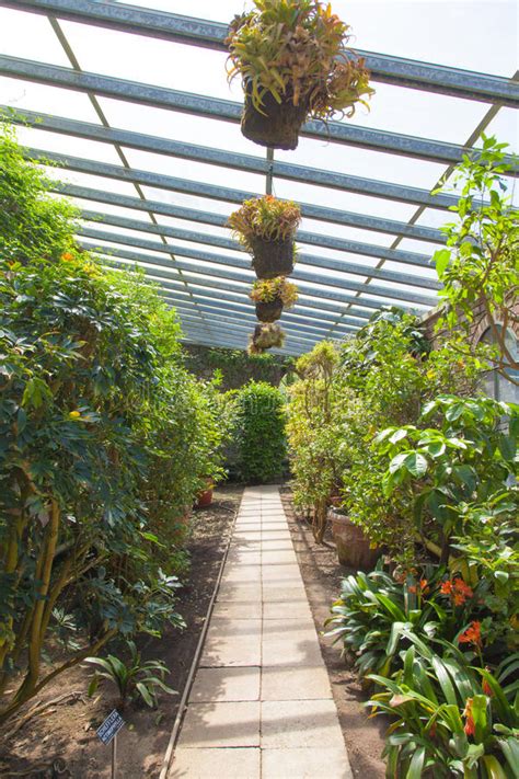 Greenhouse Interior Stock Image Image Of Growing Conservatory 31484901
