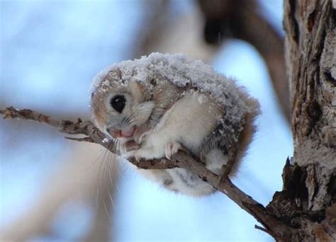 This is a brief history of japanese dwarf flying squirrels, how they live and their habitat, and what they feed on. When it feeds, the Japanese dwarf flying squirrel assumes ...