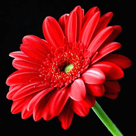 Red Gerbera Daisy Flower On Black Photograph By Lynne Dymond
