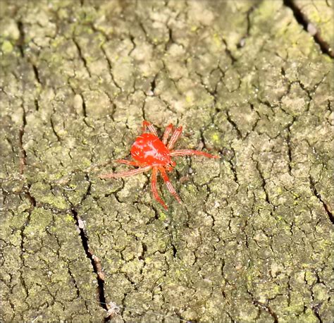 Little Bitty Red Spiders Get Great Deals On Ebay