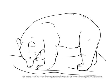 It is the continent's smallest and most widely distributed bear species. Learn How to Draw a Black Bear (Wild Animals) Step by Step ...