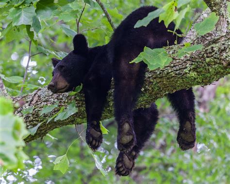 Black bears are omnivores, so they eat plants and animals. Pigeon River Campground in the Smoky Mountains | Black ...