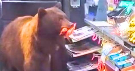 Greedy Bear Sneaked Into 7 Eleven To Steal Candy As Helpless Worker Watched On Exgenus