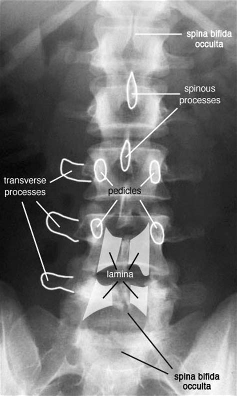 The Skeletal System Anatomy