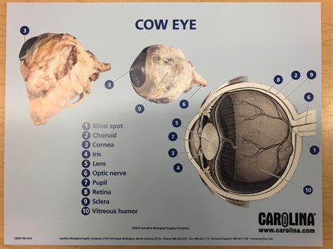 Anatomy Of Cow Eye Anatomical Charts And Posters